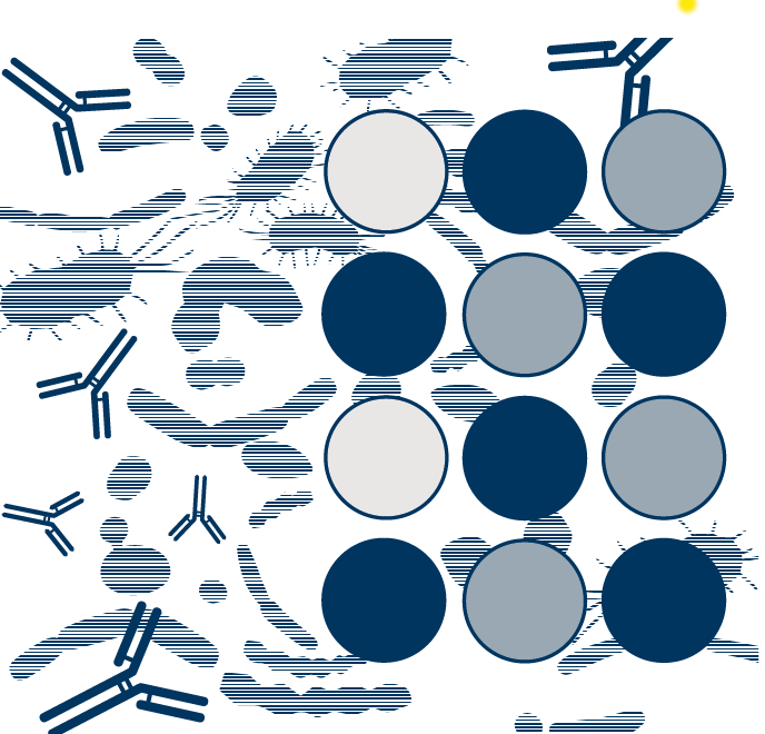 Our Antibodies & Antigens monthly insights: Discover our Bone Metabolism Anibodies panel